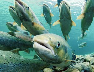 Read more about the article The Fish Biodiversity Estimation by Low-Cost Non-Destructive Video Based Sampling (2016)