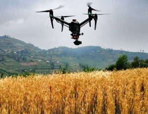 Read more about the article Agriculture & Food