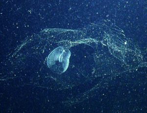 Read more about the article Seas and Oceans